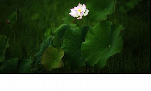 一枝独秀洗盘(一枝独秀指标)_https://www.luoxuangg888.com_上交所_第1张