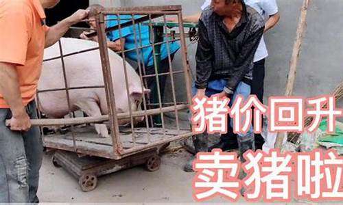 猪价格什么时候能涨价(2024年生猪价格会暴涨)_https://www.luoxuangg888.com_科创板_第1张