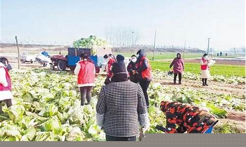 2023大量收购白菜电话(白菜收购商的电话)_https://www.luoxuangg888.com_科创板_第1张