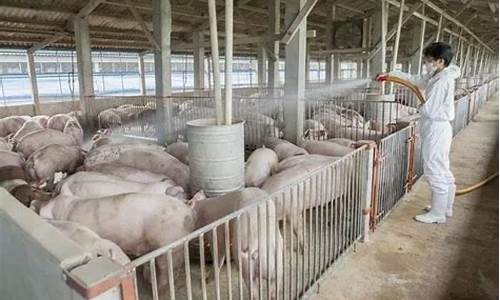 山西养猪大县(山西养猪大县排名榜)_https://www.luoxuangg888.com_上交所_第1张