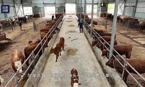犇牛期货直播间(直播交流期货直播间)_https://www.luoxuangg888.com_深交所_第1张